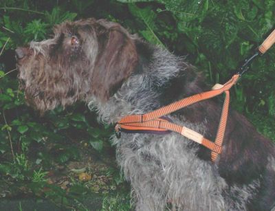 NIGGELOH Hundefuehrergeschirr