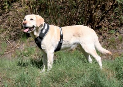 TRIXIE Flash Softgeschirr