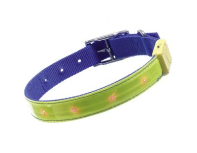 KARLIE Safety Light - blinkendes Hundehalsband