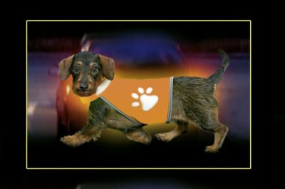 KARLIE Safety Dog Sicherheitsweste